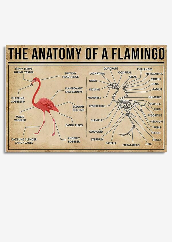 Falmingo Anatomy Drawing Knowledge Wall Art Gift For Artist Biologist